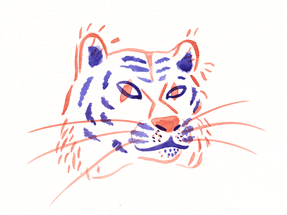 Tiger Animation Logo Burcu Türker